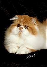 15_Patlen Piper of Purrmunn